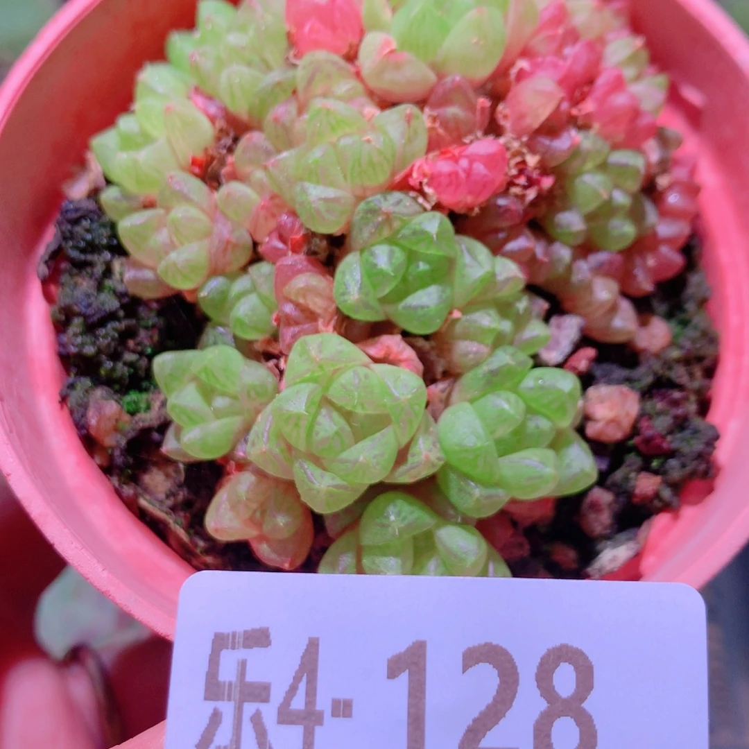 乐然4-128 草玉露