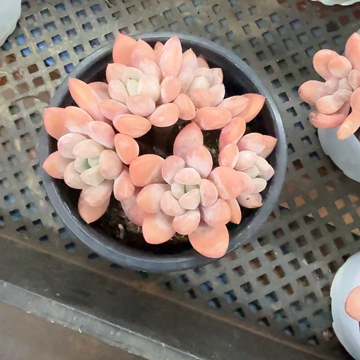 依**妈香芋多肉一物一拍