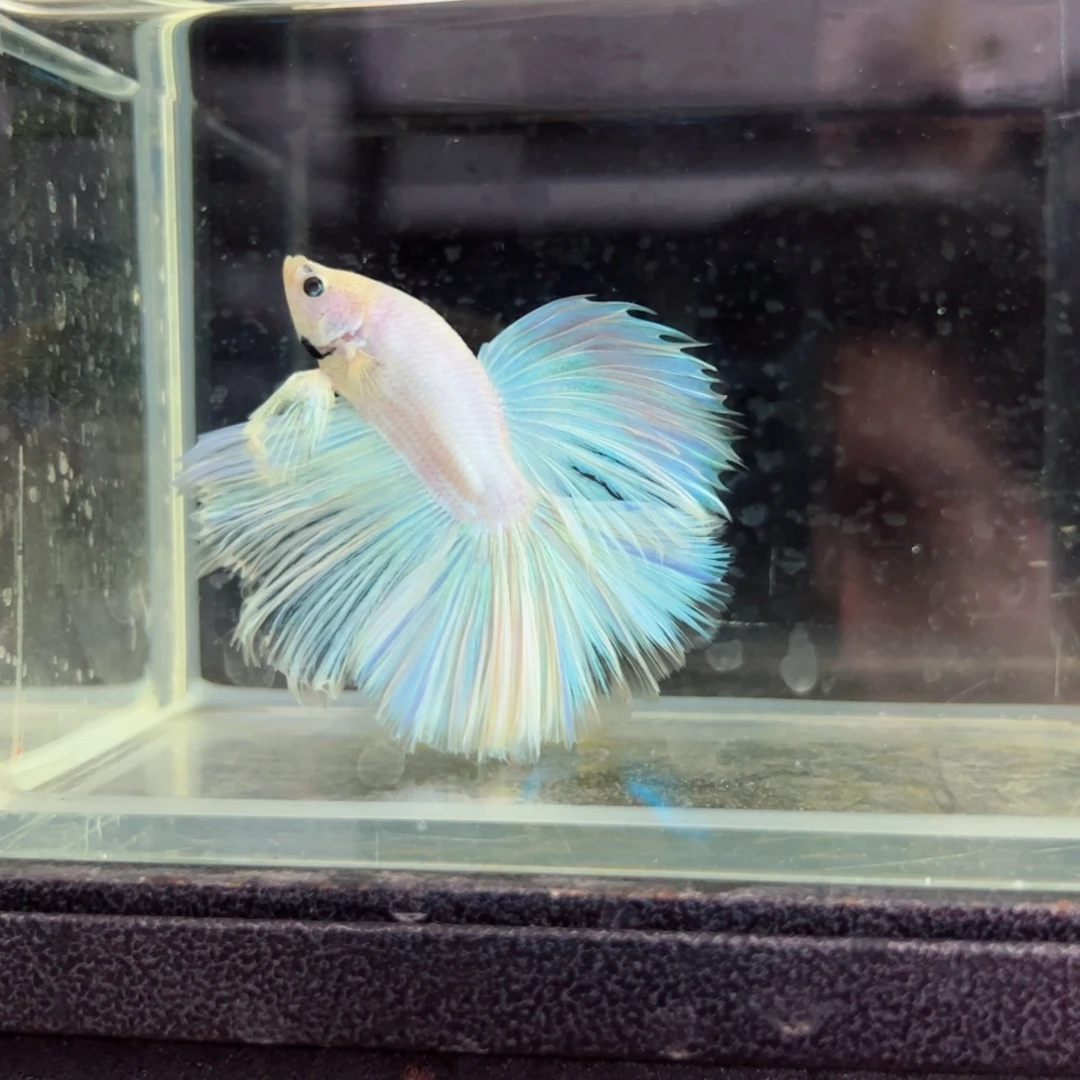 斗鱼浅色特殊尾hhhh