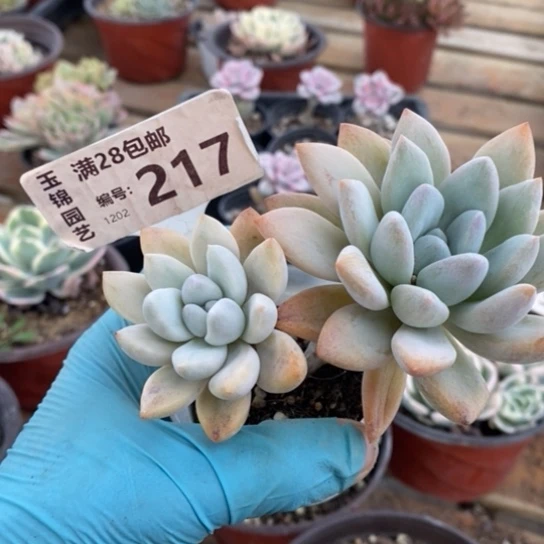 小***2217一一一一一一一一一