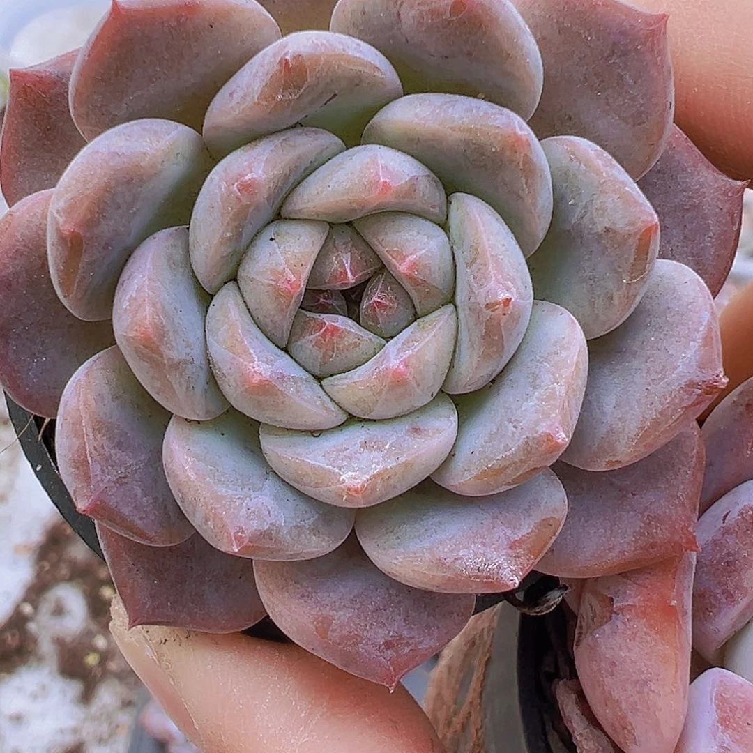 熊猫2盆19包邮多肉植物