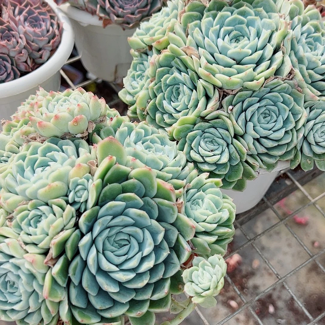 白月影多头造型精品特价