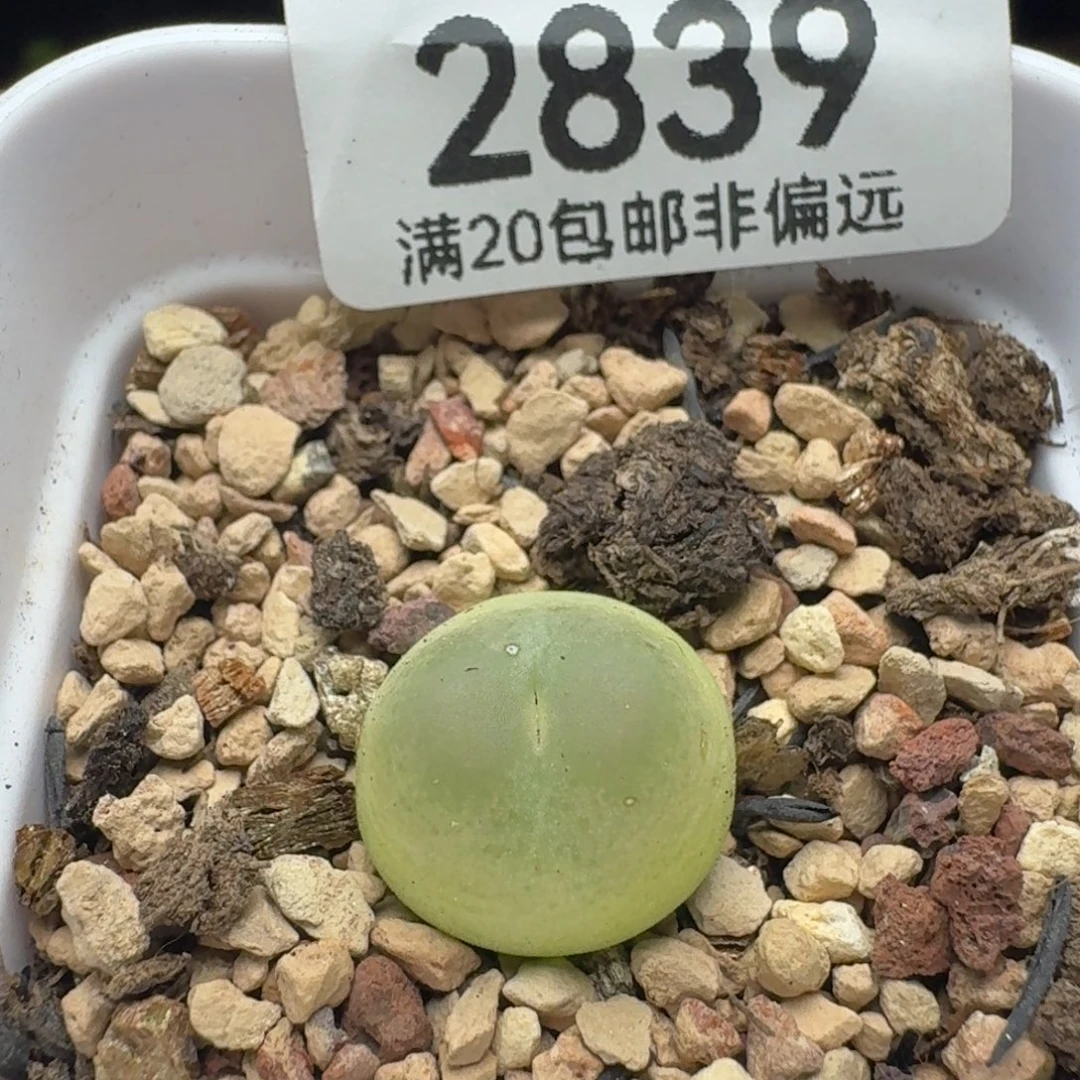拉登1.3➕带盆土有瑕疵。