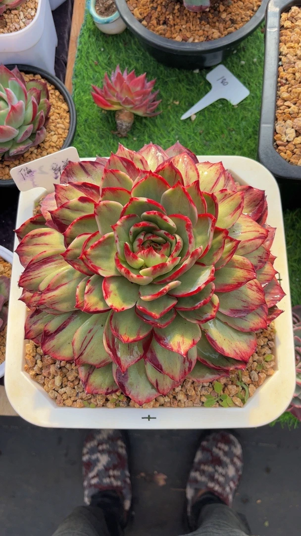 惊鸿仙子一物一拍多肉多肉盆栽多肉花盆栽多肉植物室内多肉大盆