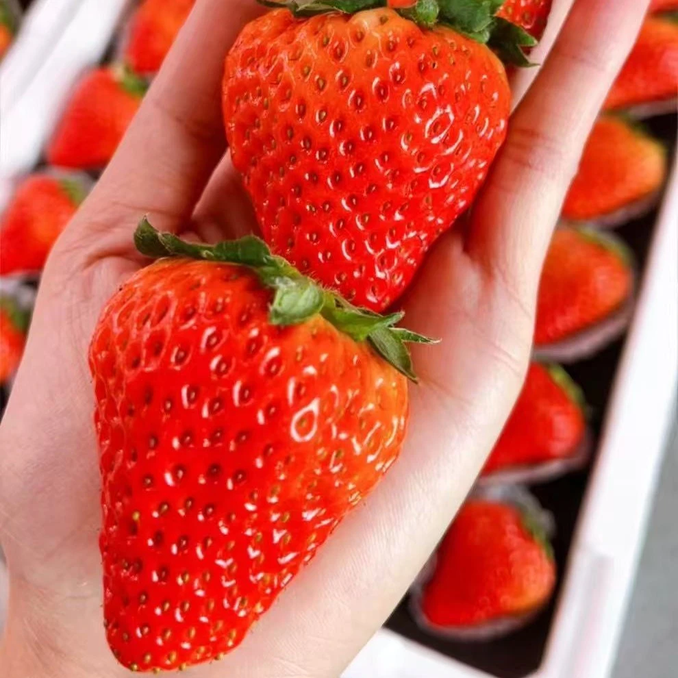 （西施珍品）丹东99草莓 大板装 一板毛重3斤左右 香甜可口
