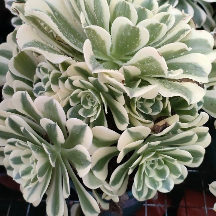 松**月多肉法师锦法师