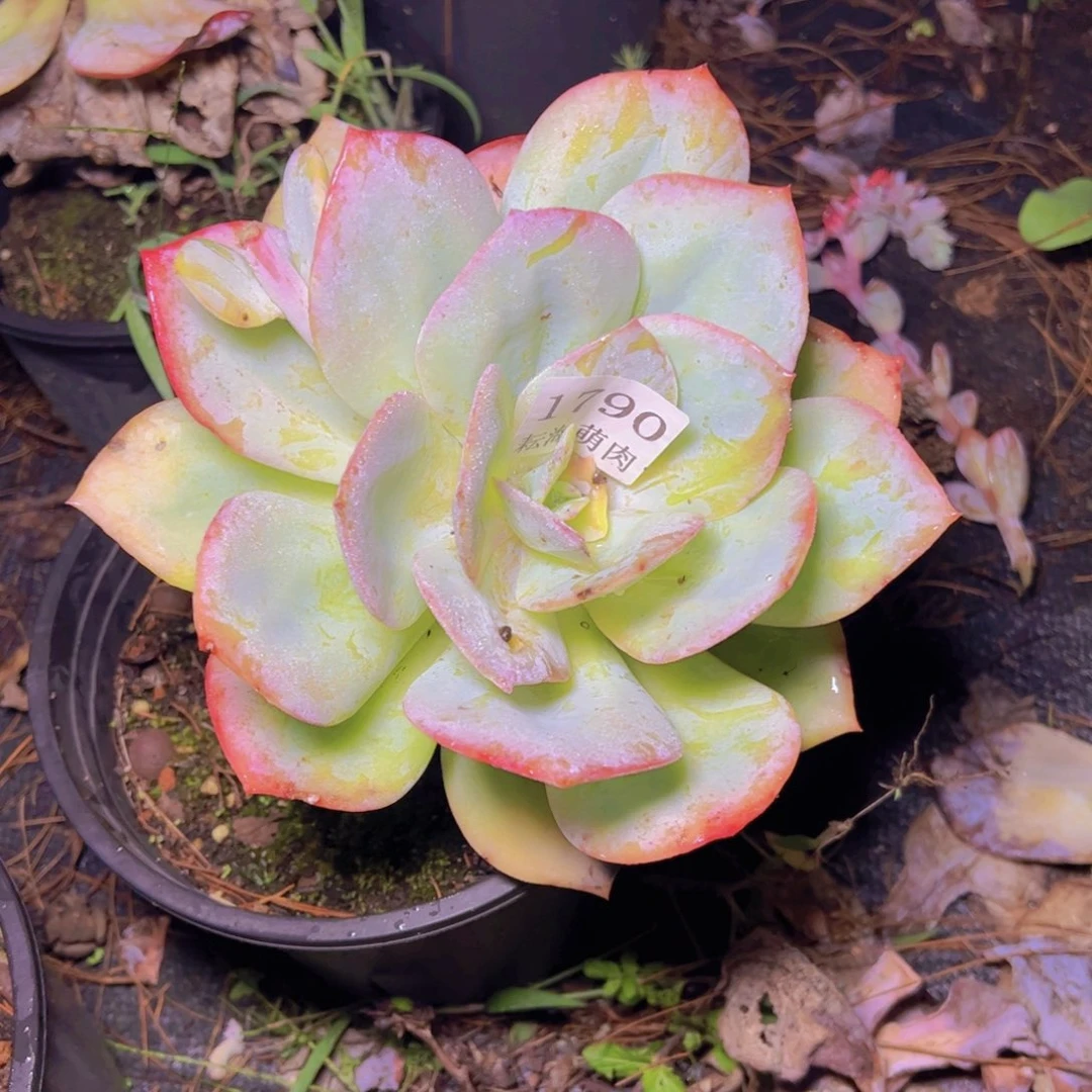 L***.白凤1790多肉植物