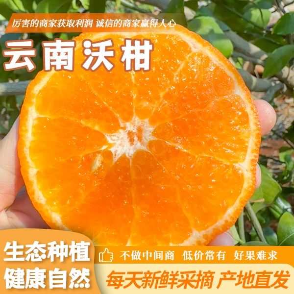 【农家自种新鲜】现摘云南高山沃柑清甜果肉紧实超爆汁产地直发净重