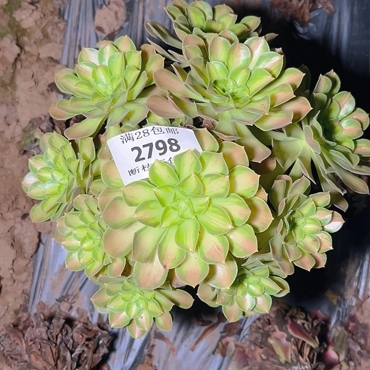 2798韶华多肉植物保护