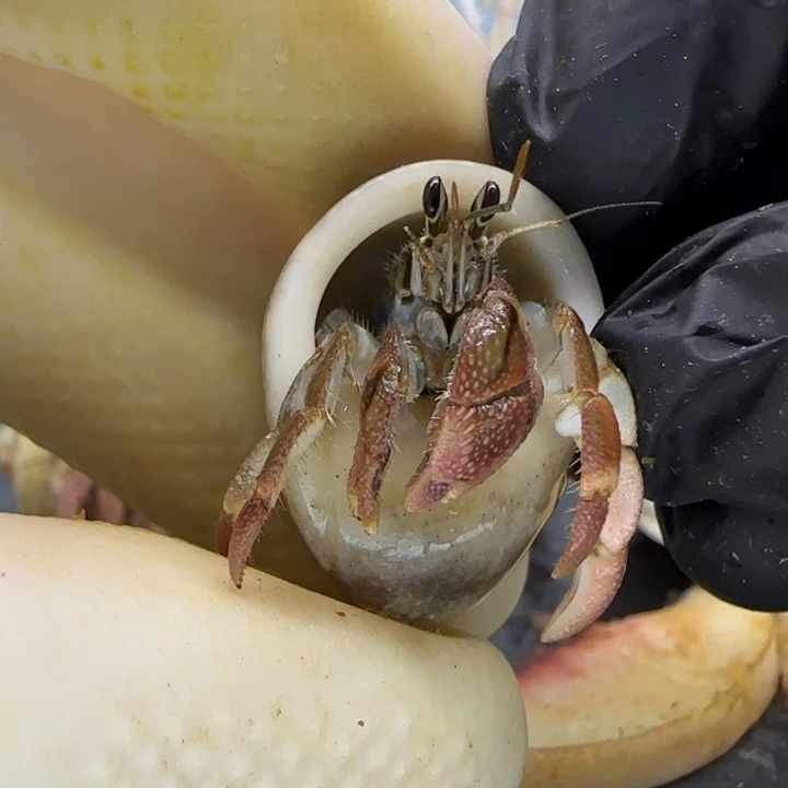 A28紫黑 灰白1.3cm口径