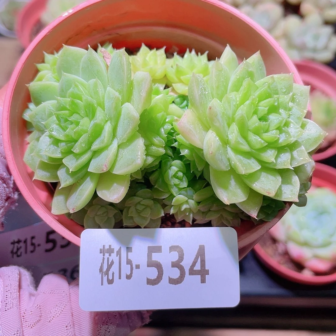花利美15-534麦秆群
