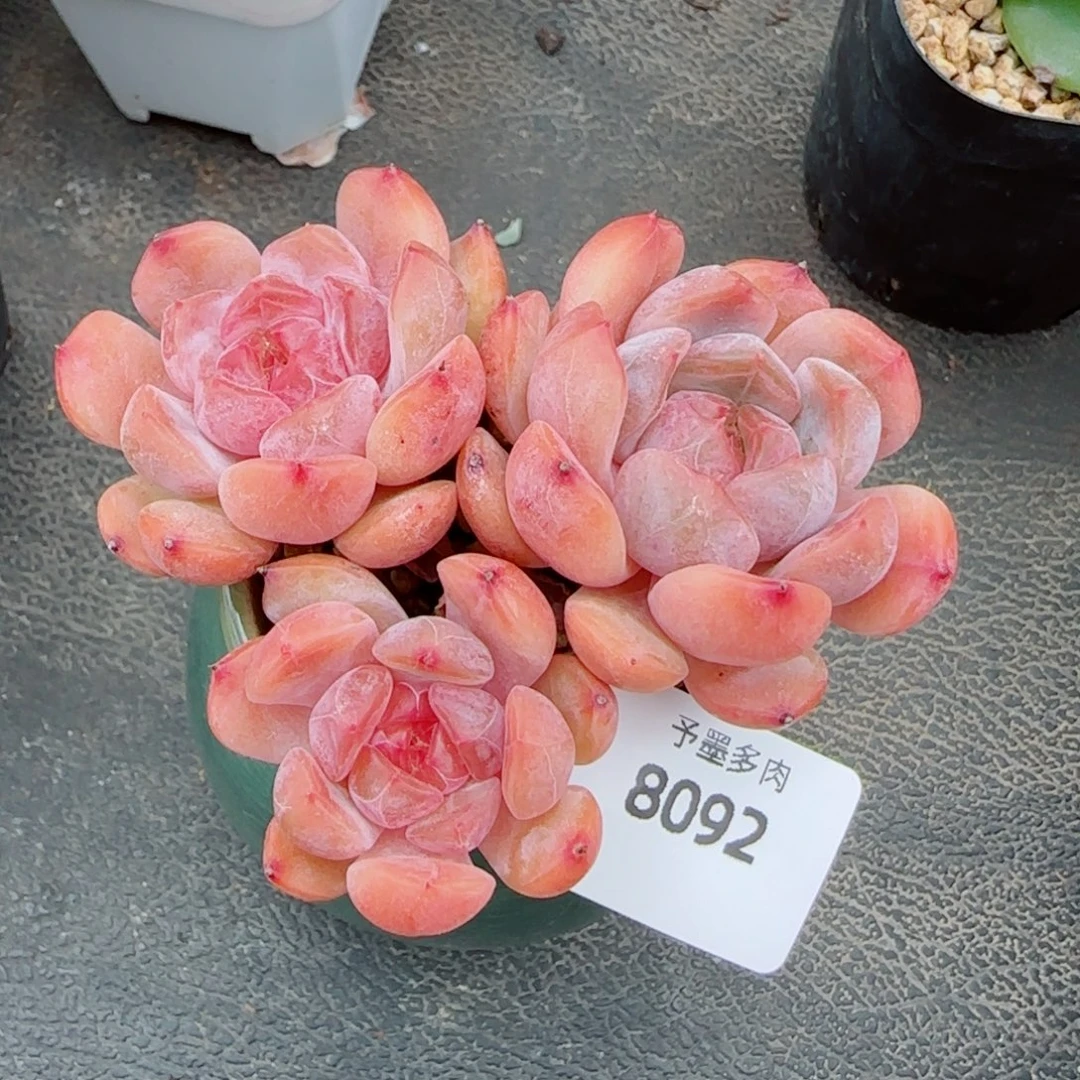红恋，8092多肉植物