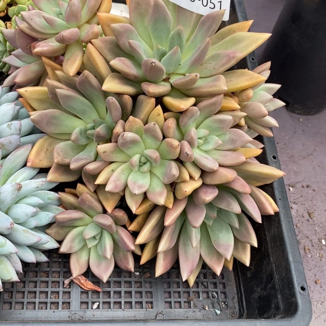 在**方夏悦多肉0716-1桃花源