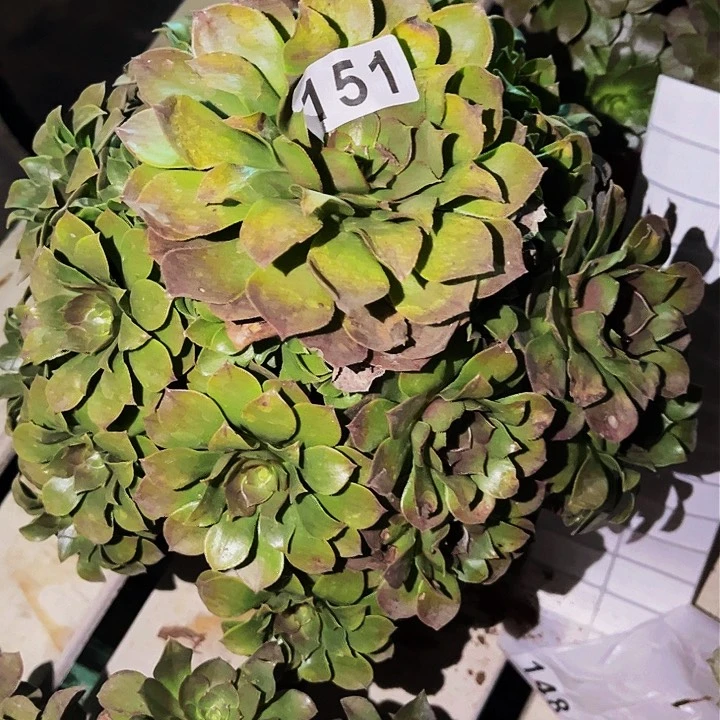 151沙拉碗多肉植物处理不售后