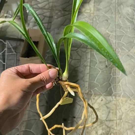 完全开放夏皇梅三个头