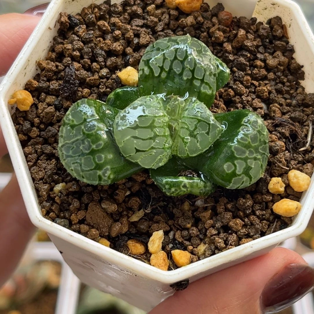 30巨大丸叶生生不息福利专场