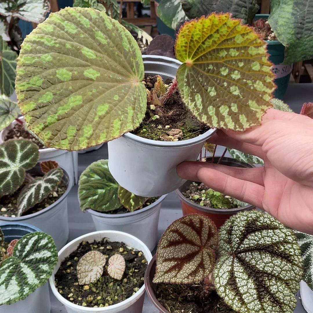 完全开放花贝壳秋海棠