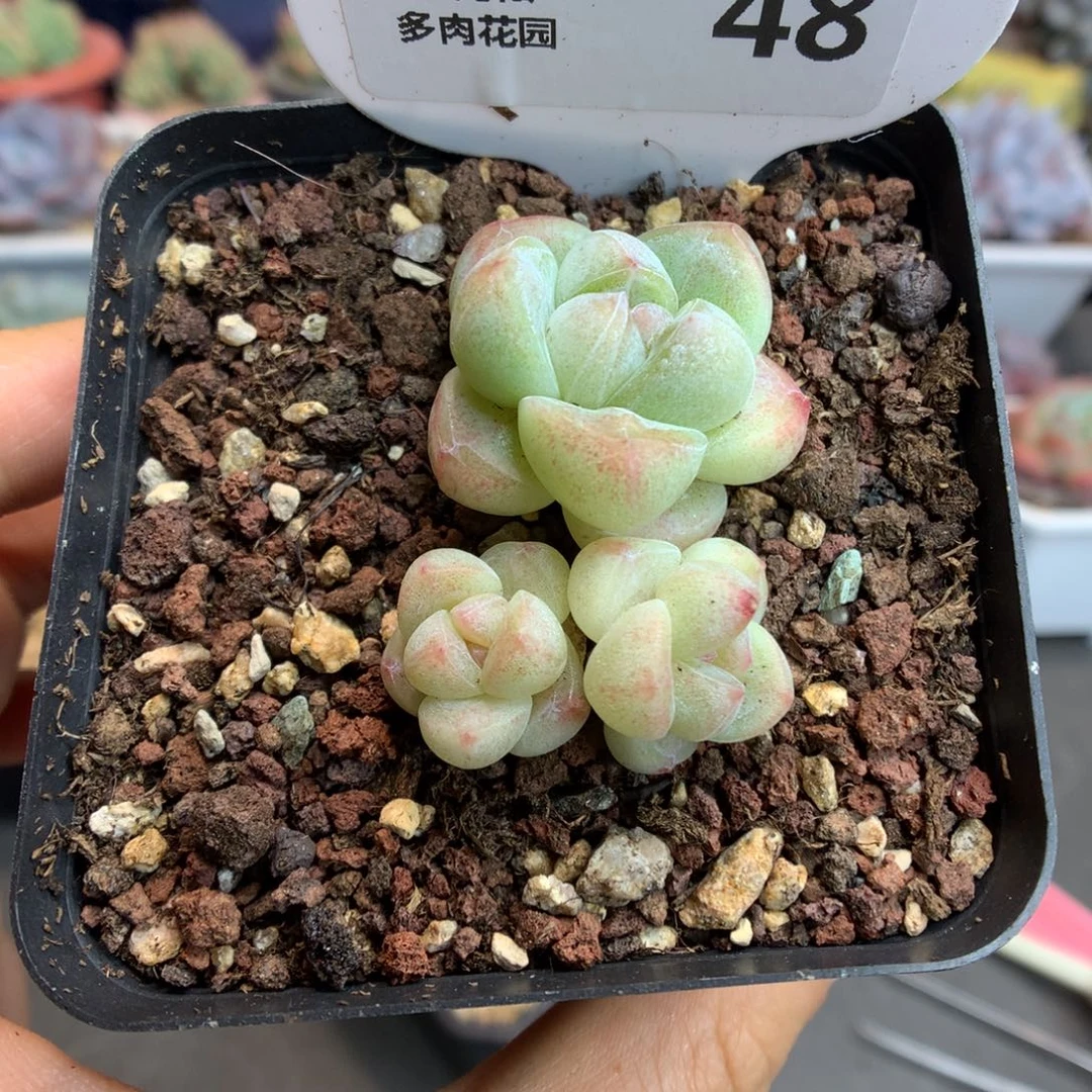 48三头白底冰玉多肉植物