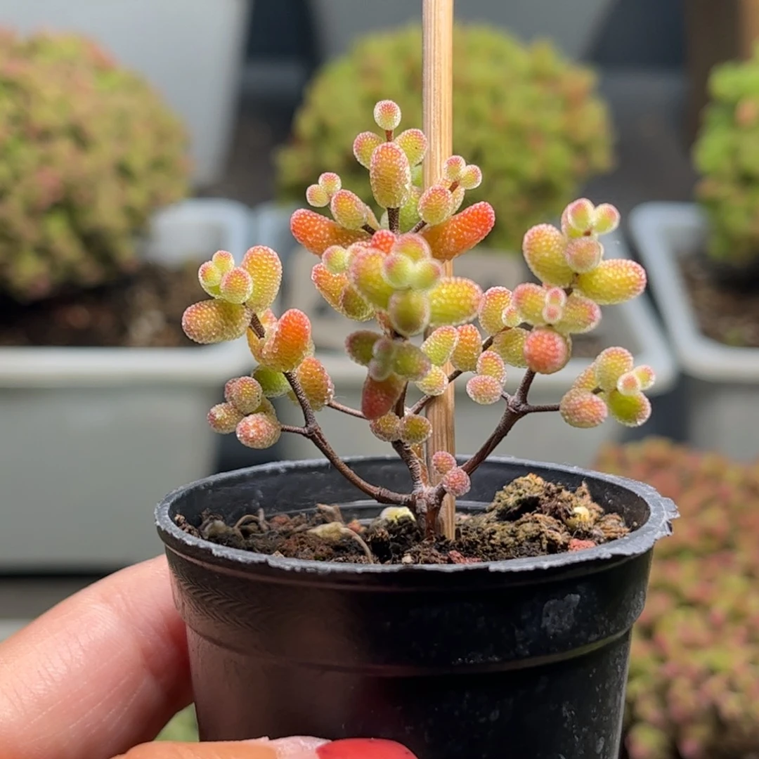 实生糖球优选枝干