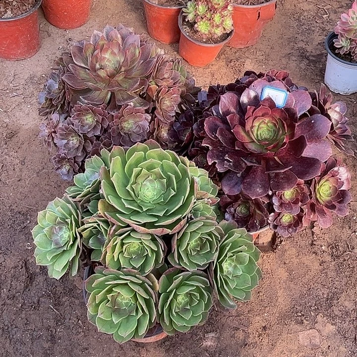 323多肉植物组合，瑕疵特价，