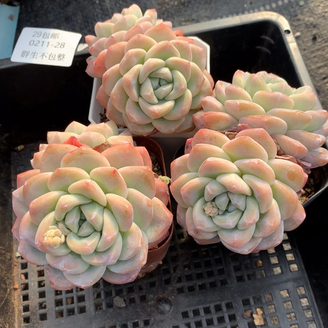 0211-28 冰玉三颗