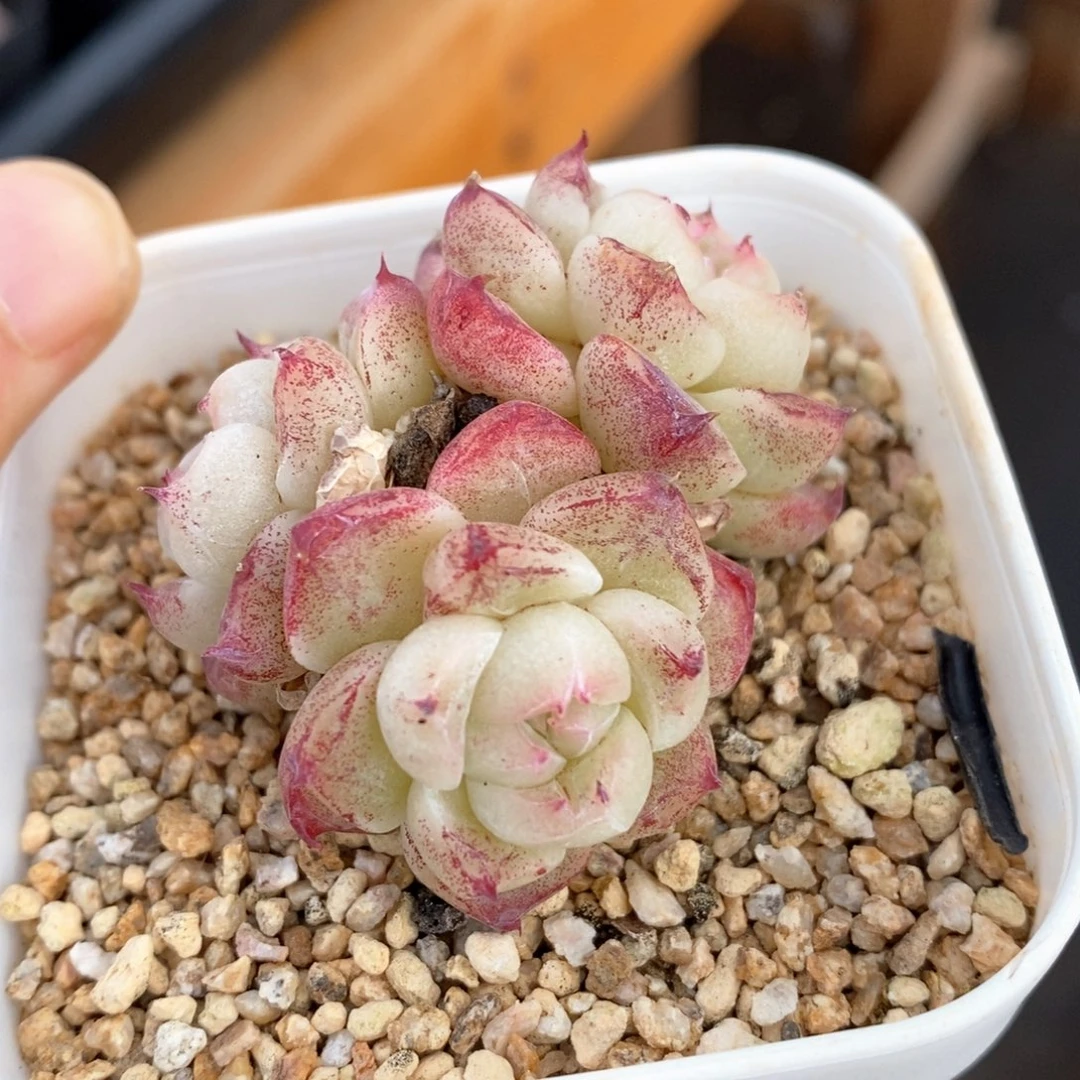 精品多肉一物一拍103