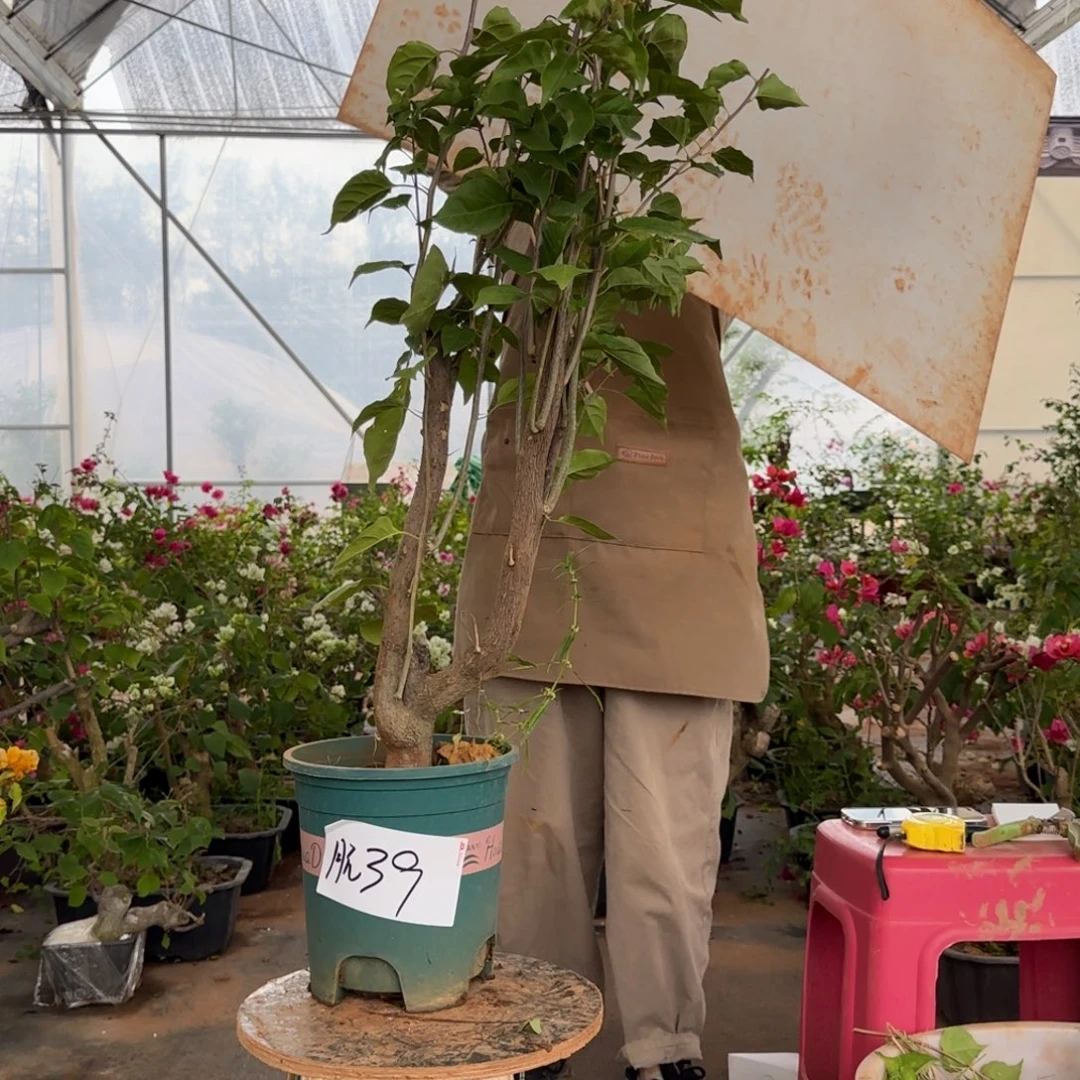 大部分花苞少量开放柠檬黄 39 脱