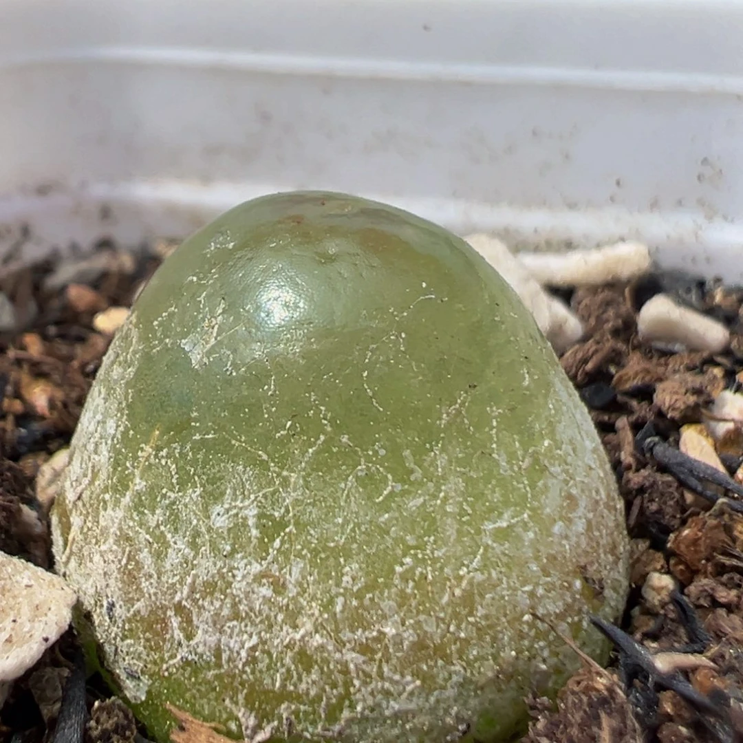 308多肉植物百科知识