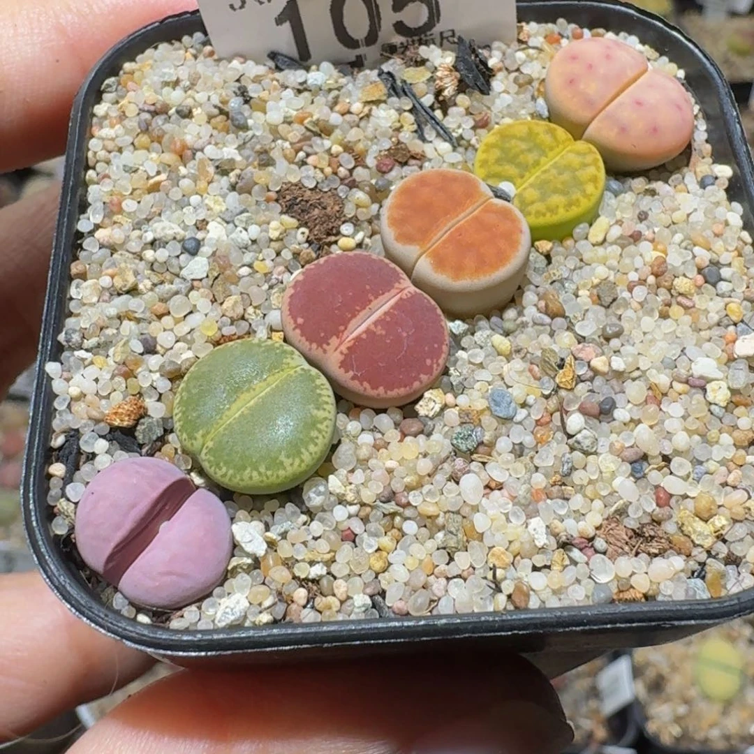 Sssss精品生石花105