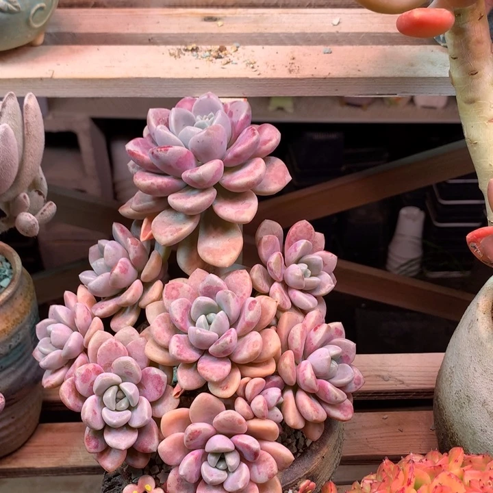 花瓣路多肉植物xfgvhj