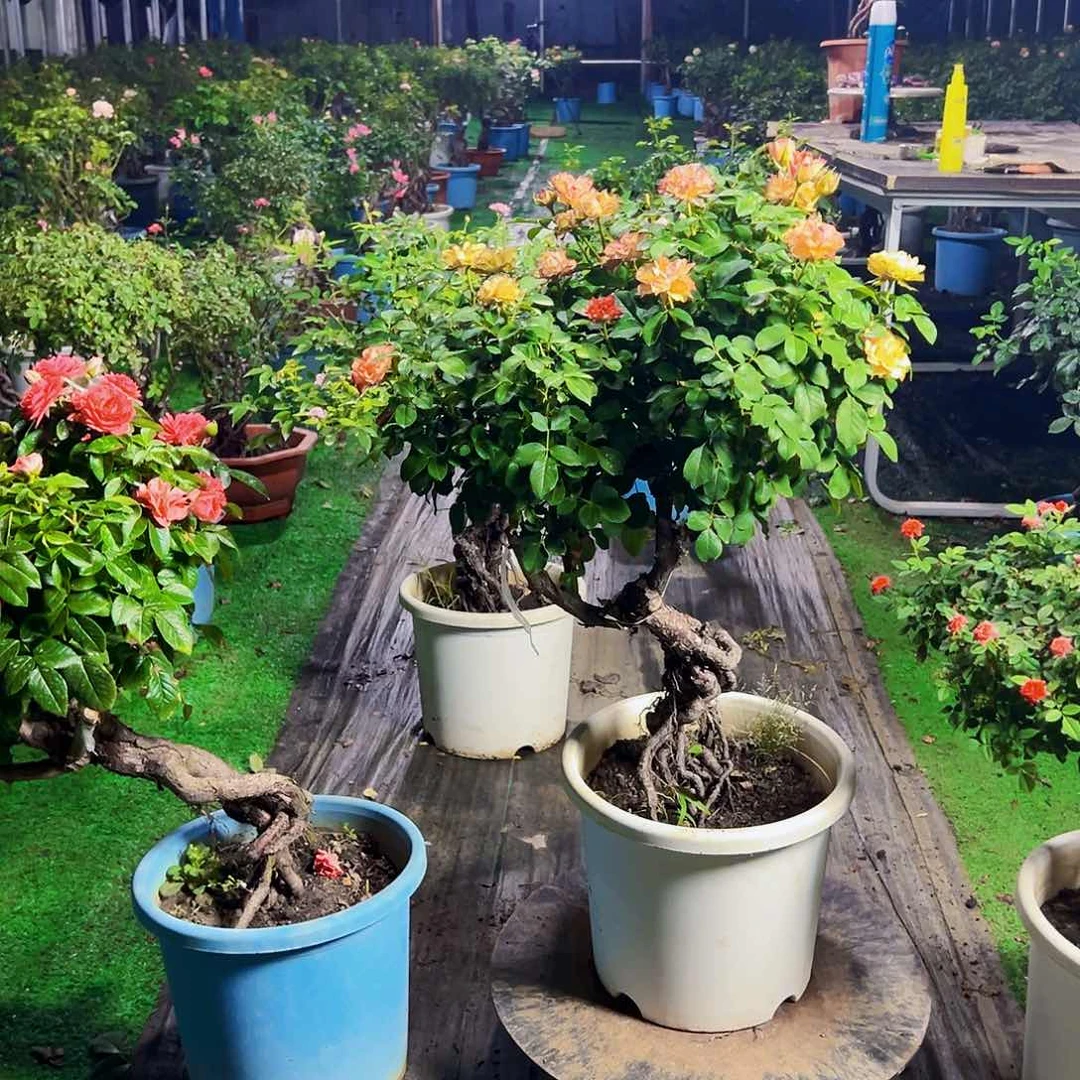 大量花朵（建议范围：8朵-15朵 或40%以上）大量花朵