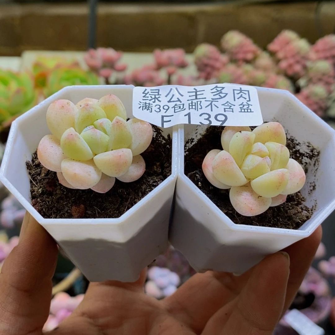 139冰玉/3cm多肉植物