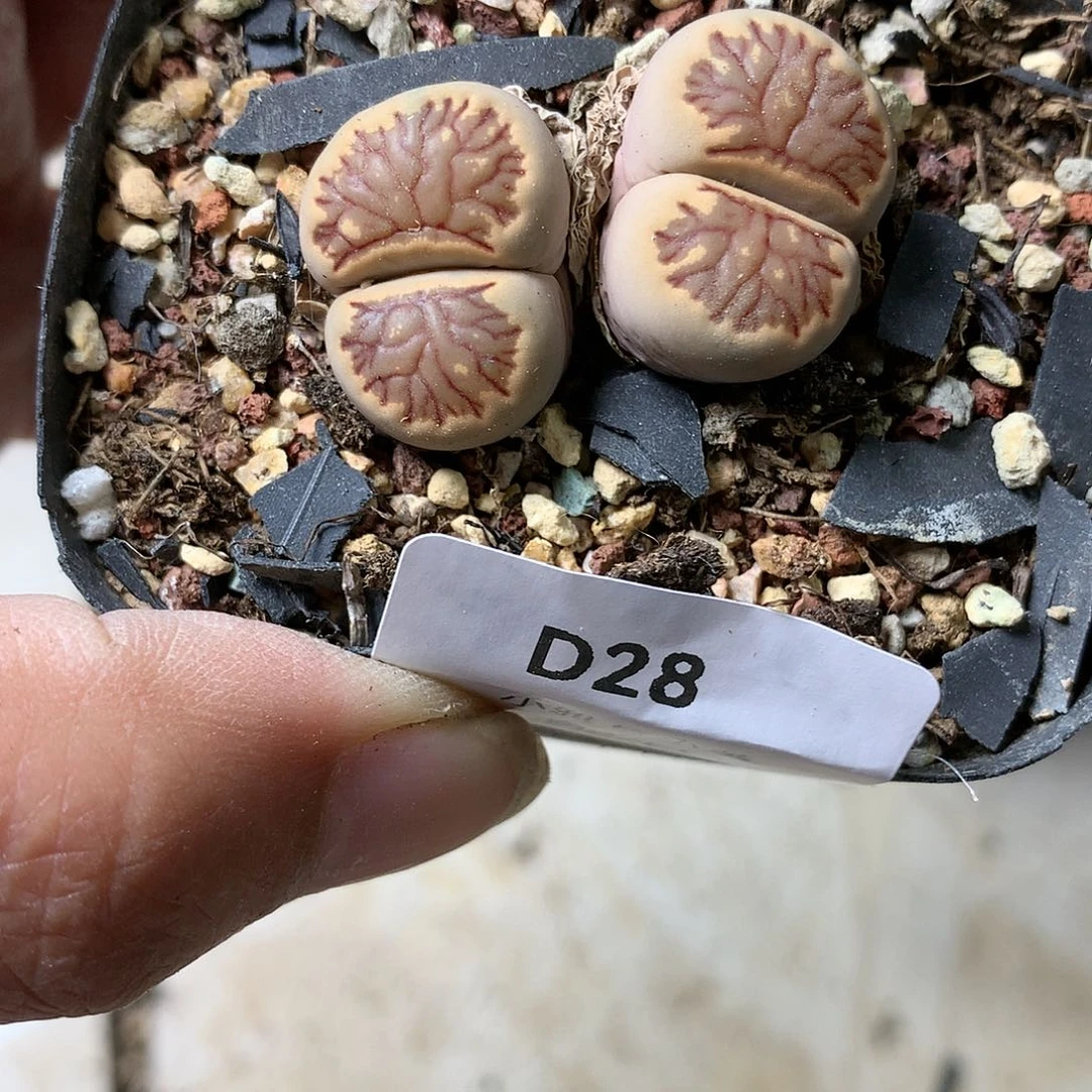 D28多肉植物保护研究所