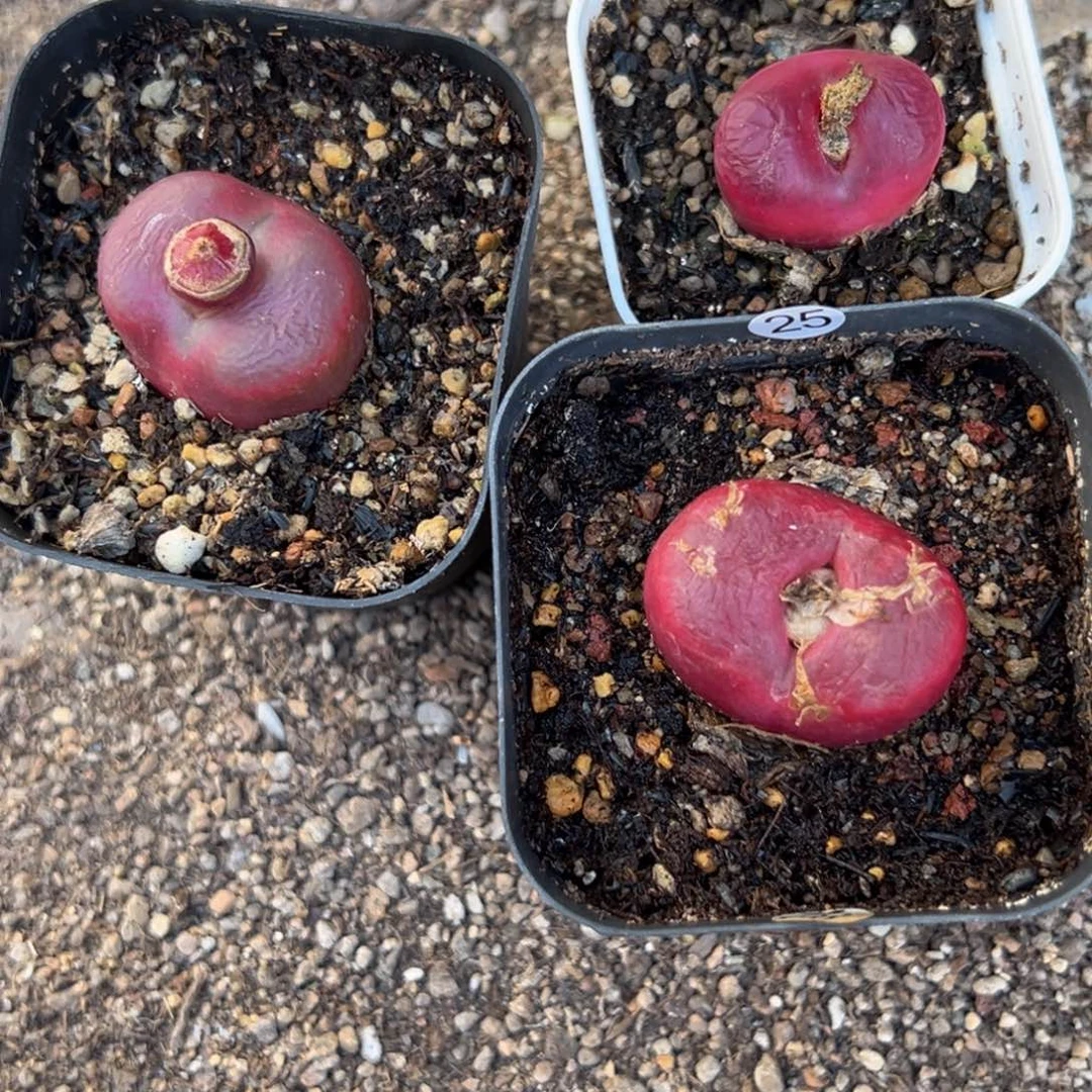 J***轩多肉植物11111111111111