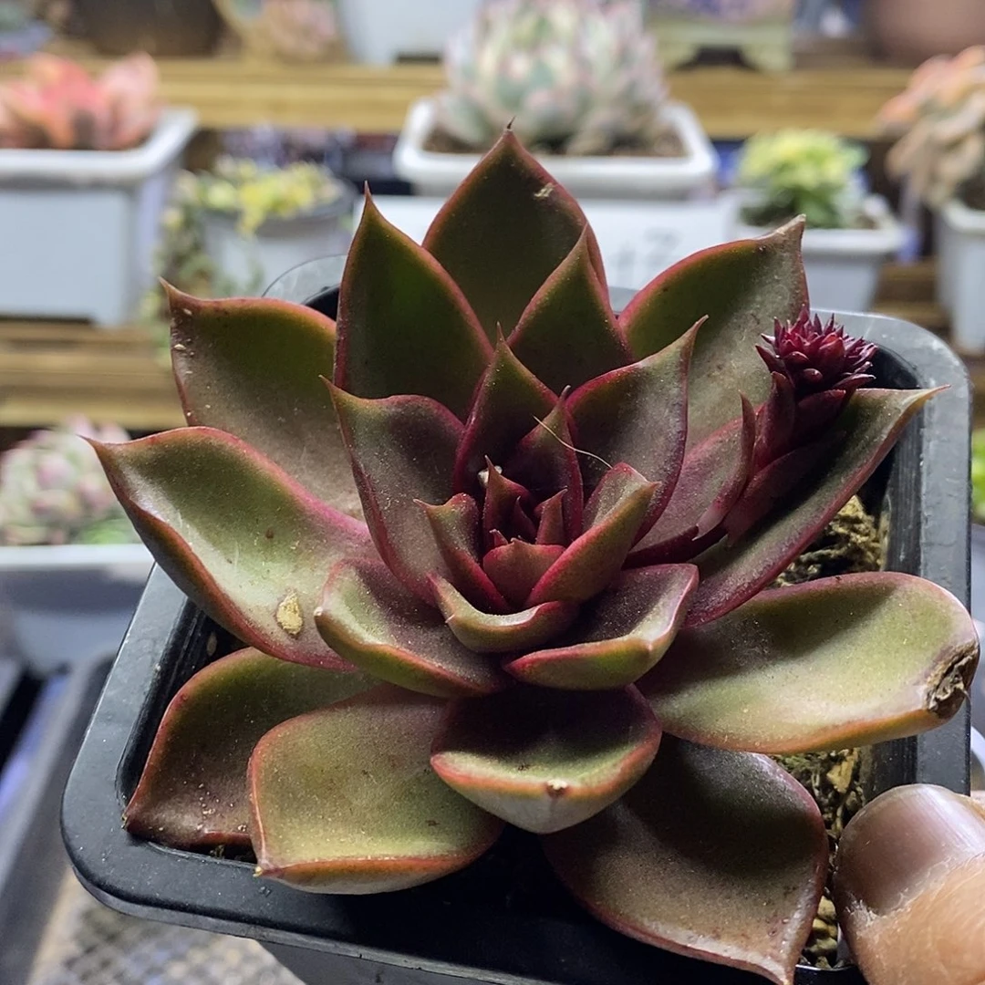 1584 发光玫瑰多肉