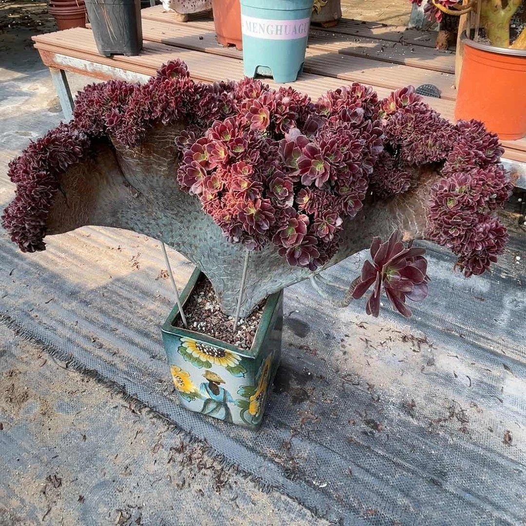 【闪购商品】全部花朵欧紫