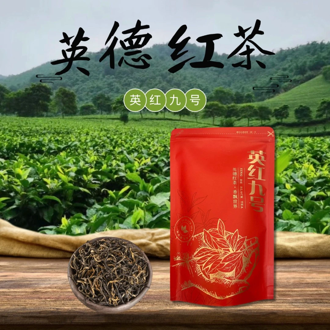 英德·英红九号正宗品质红茶新茶叶浓香型一级茶叶口粮茶养胃红茶