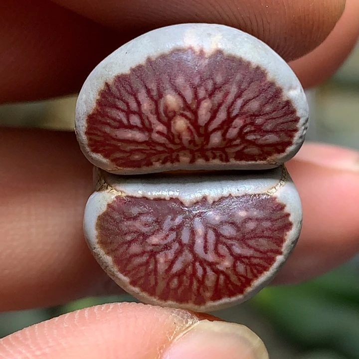 精品多肉植物精品多肉