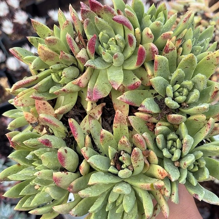 仙女杯多肉植物提取