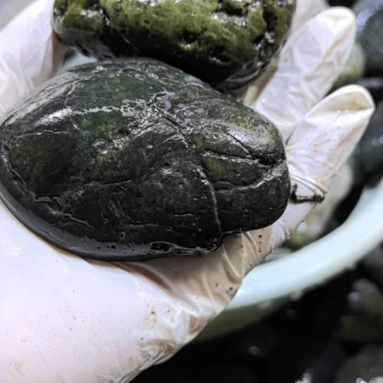 雪***灵木藏玉药王石原石