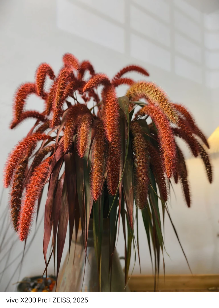 【花拾间】红色小米穗 新鲜发货 干插做干花