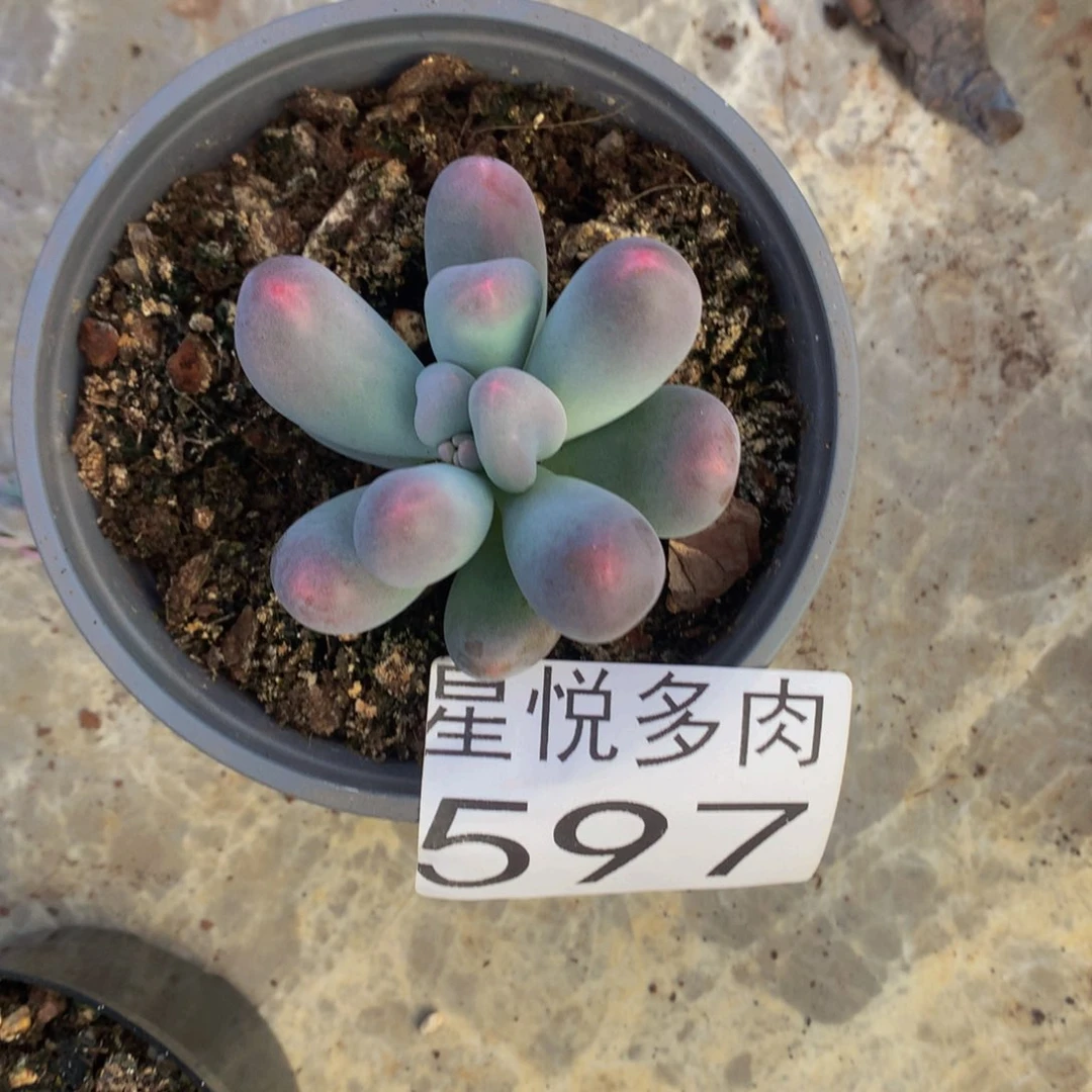 星悦多肉    597