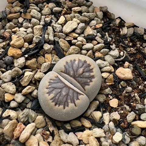 3464，黑菊菊花纹带盆土发货