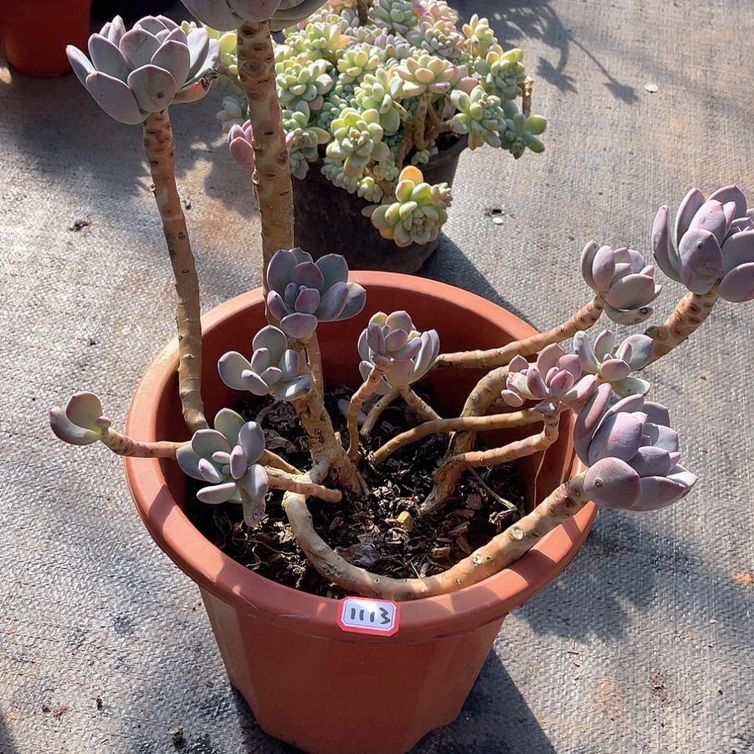 1113灰姑娘 一物一拍多肉