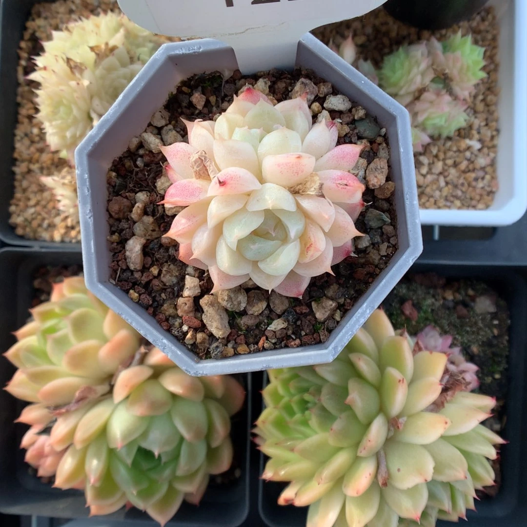 依****豆122麦杆多肉植物福利