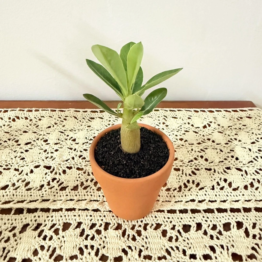 拇指盆沙漠玫瑰带盆种好原盆土发货玫瑰玫瑰盆栽花卉盆栽绿植盆栽