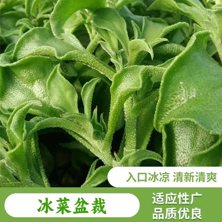 水晶【冰菜种子】盆栽蔬菜种籽种冰草四季播种季菜种籽大全抗寒耐旱