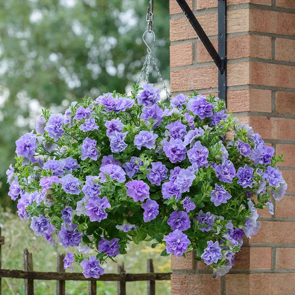 重瓣矮牵牛，爆花，垂吊直立阳台露台庭院花卉，10厘米苗