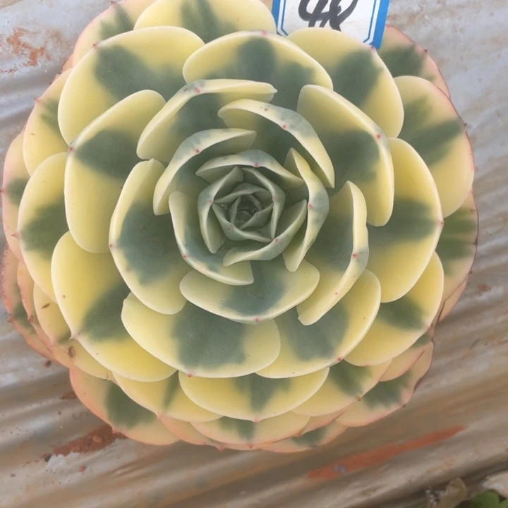 48多肉玉蝶锦锦锦锦