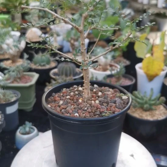 酒瓶漆树  一物一拍